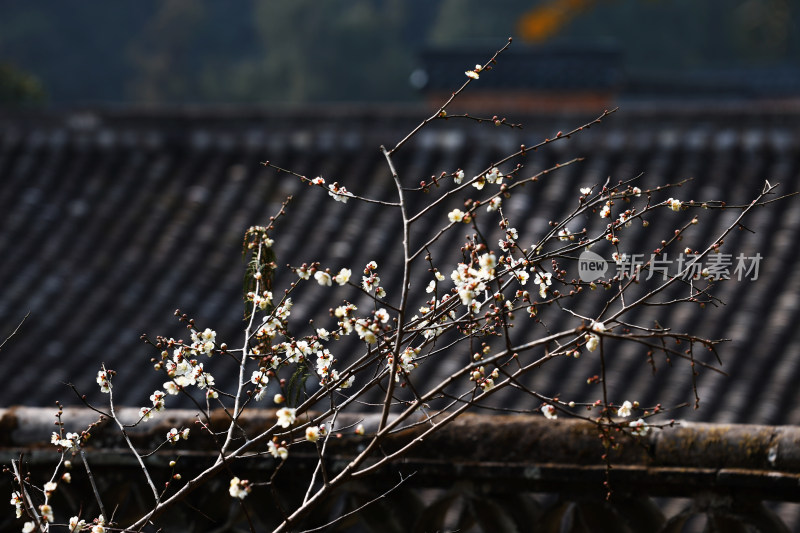 古建筑前绽放的白色花枝