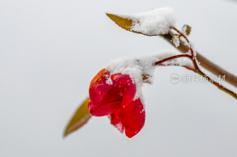 重庆酉阳：雪中月季花