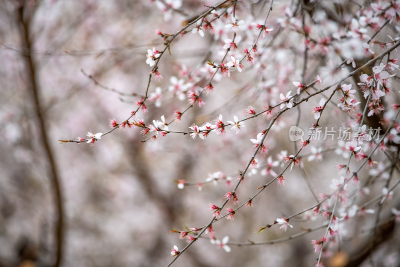 桃树桃花桃树林