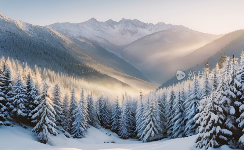 冬季森林白雪覆盖风景