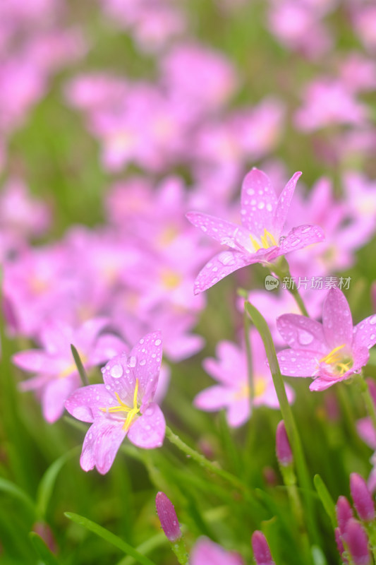 粉色的风雨兰花海