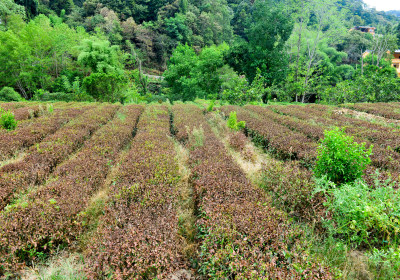 酷暑炎热天气下茶园茶树茶叶干枯