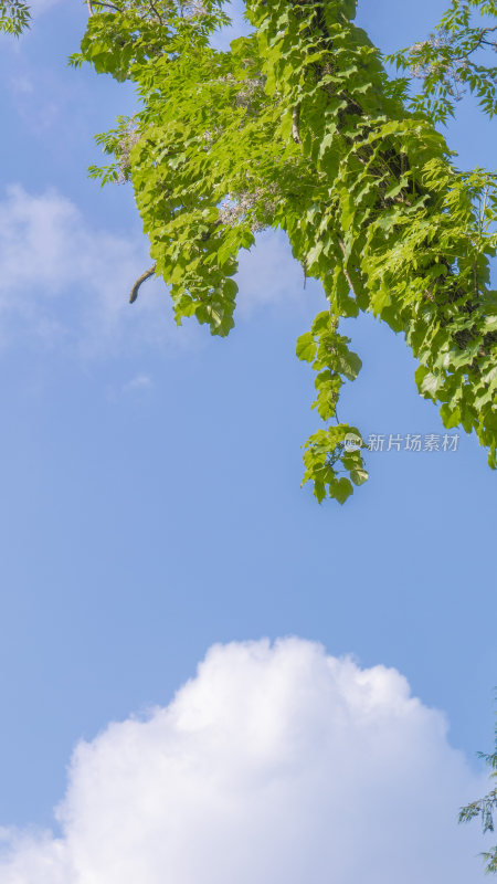 蓝天白云树治愈风景