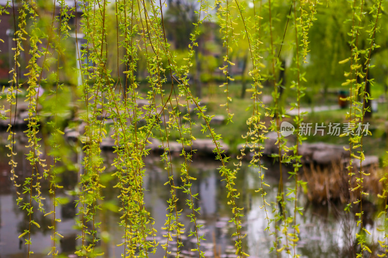 夏日里的花草