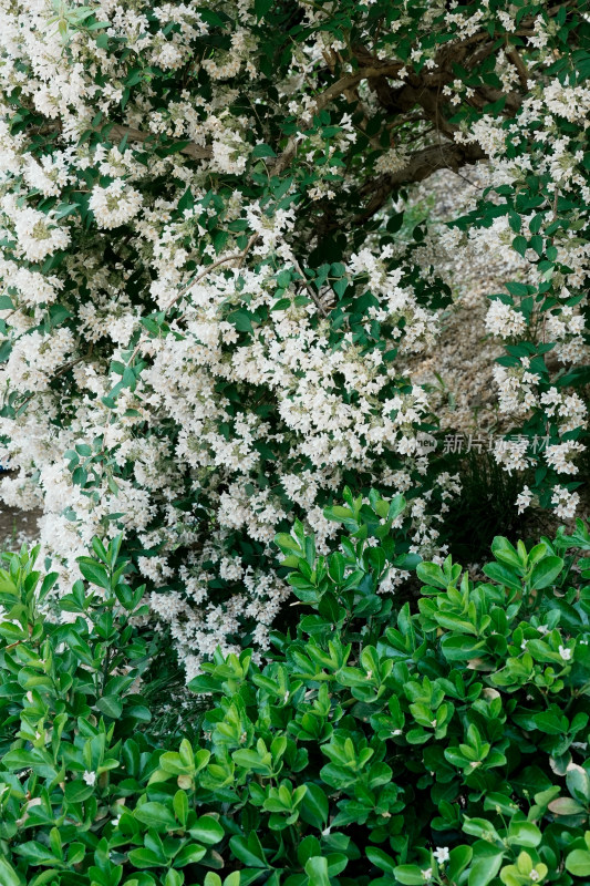 北京国家植物园猬实花