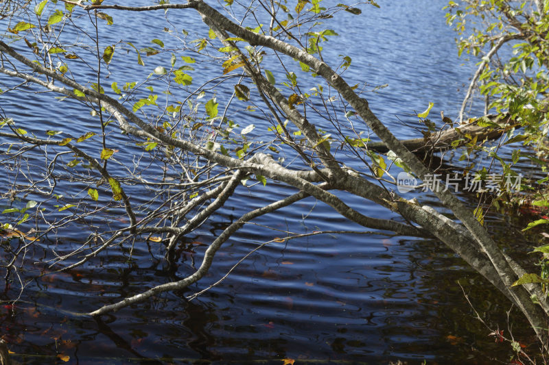秋天里湖面上的树干和倒影