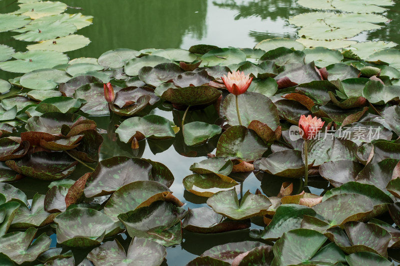 北京国家植物园睡莲