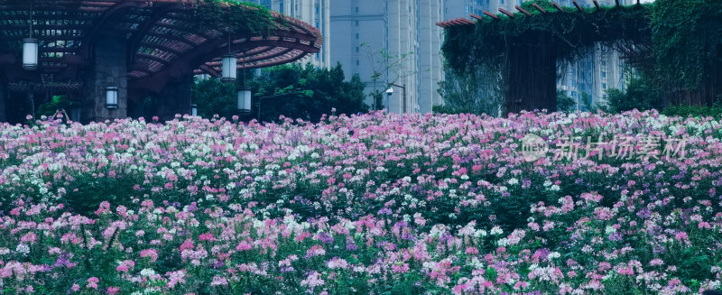 佛山市千灯湖公园醉蝶花花海