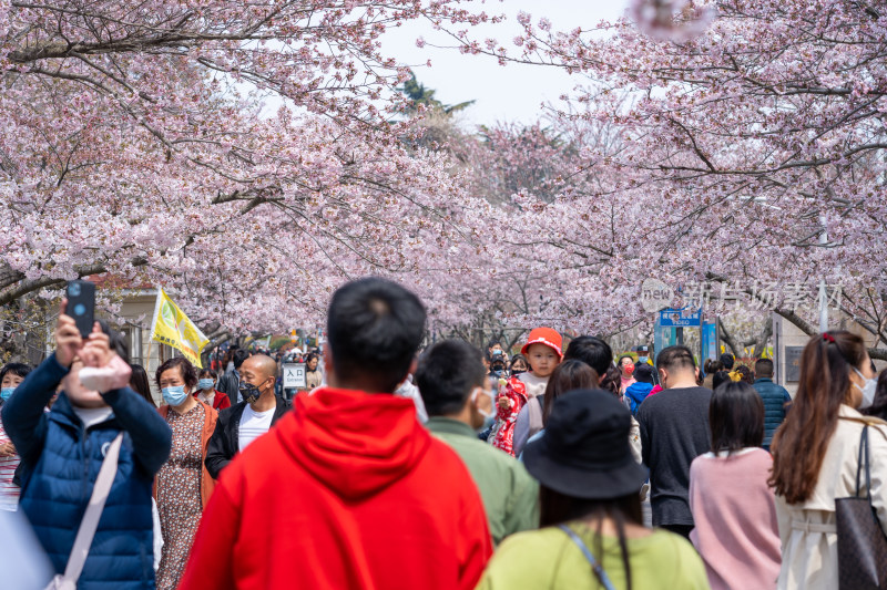 青岛中山公园樱花盛开的粉色樱花