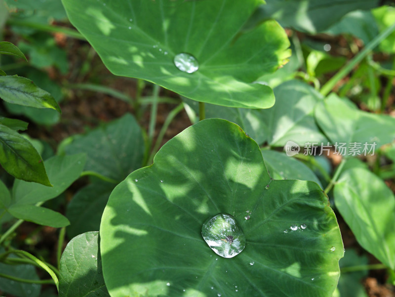 春天绿色的植物叶子树叶和水滴雨滴