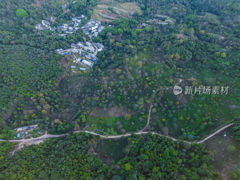 航拍被森林环绕的景迈山村庄全景