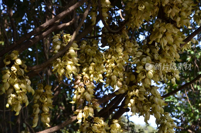 广东东莞：禾雀花