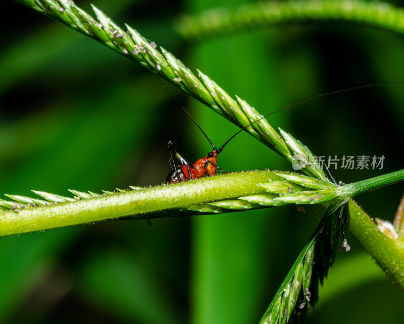 植物上的红螽斯