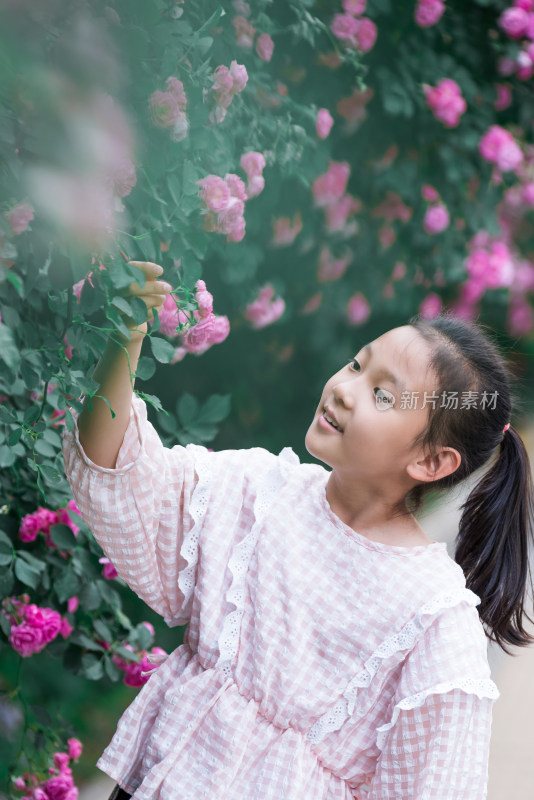 初夏在盛开的蔷薇花丛中的东方女孩