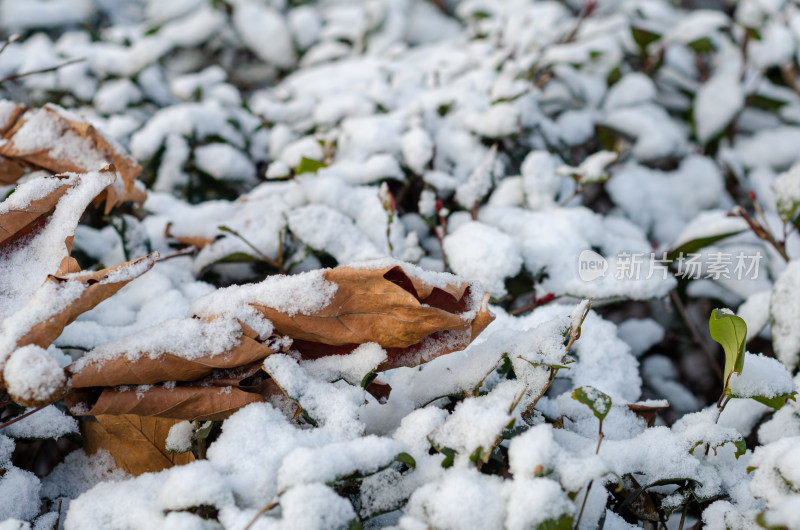 落雪的冬青树和枯叶