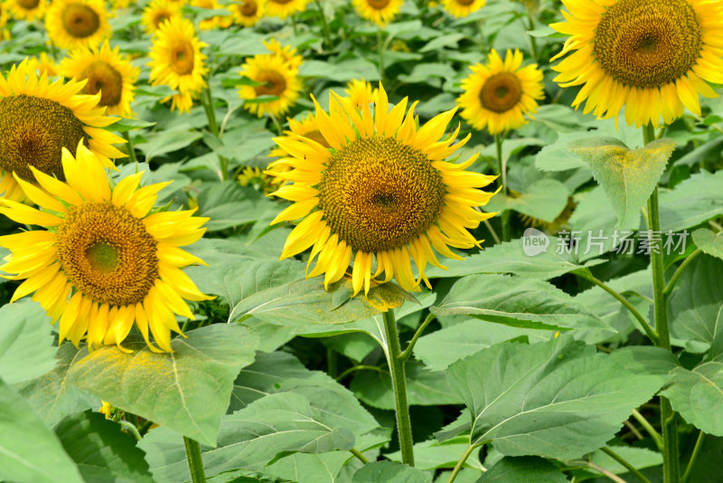 美丽田野田园太阳花葵花花朵向日葵