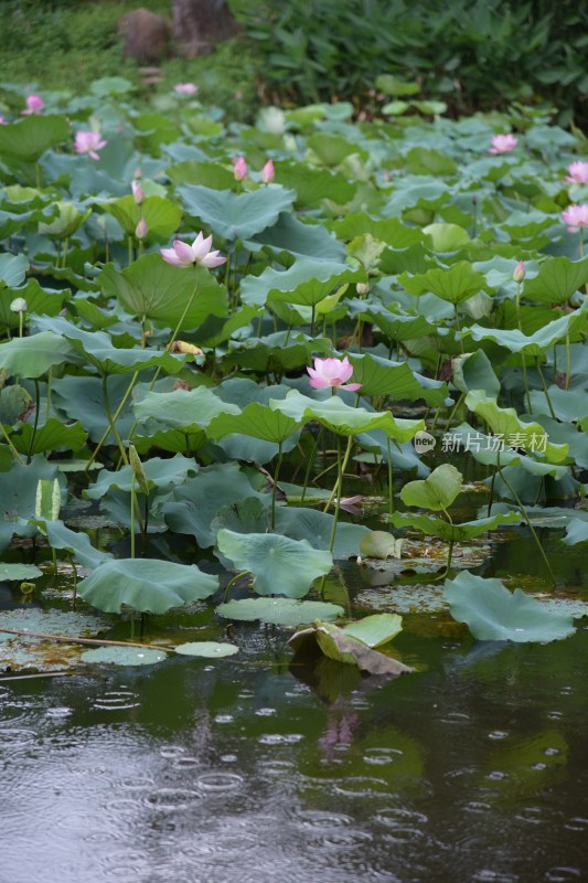 广东东莞：清溪公园荷花盛开