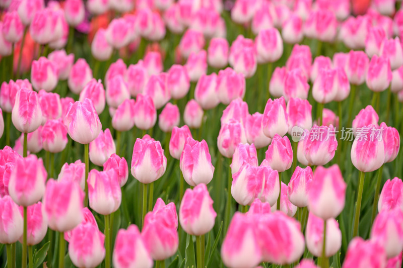 郁金香花海