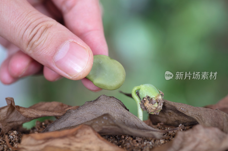 手拿一粒蚕豆种子比对发出来的嫩芽