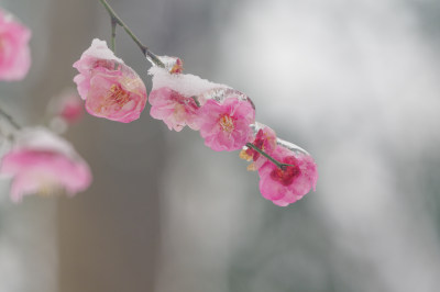 武汉东湖梅园雪中梅花盛开