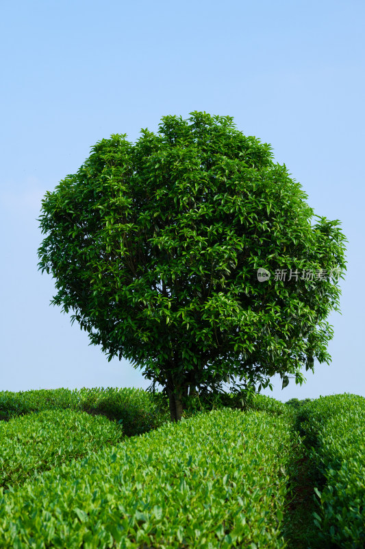 春天的长沙乌山茶场航拍