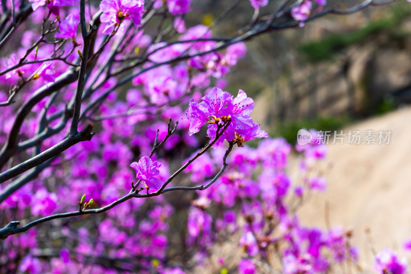 青岛大珠山杜鹃花风光