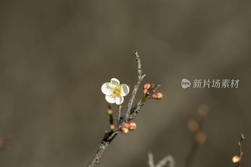 冬天小寒节气梅花盛开