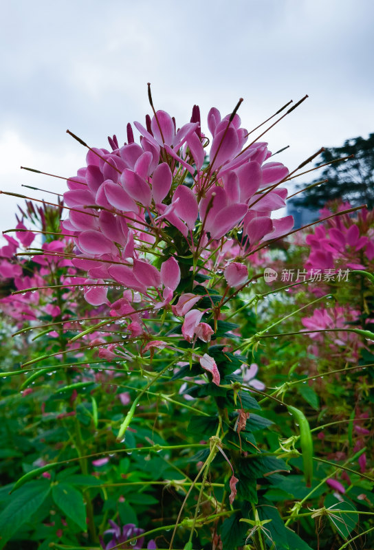 佛山千灯湖公园醉蝶花盛开