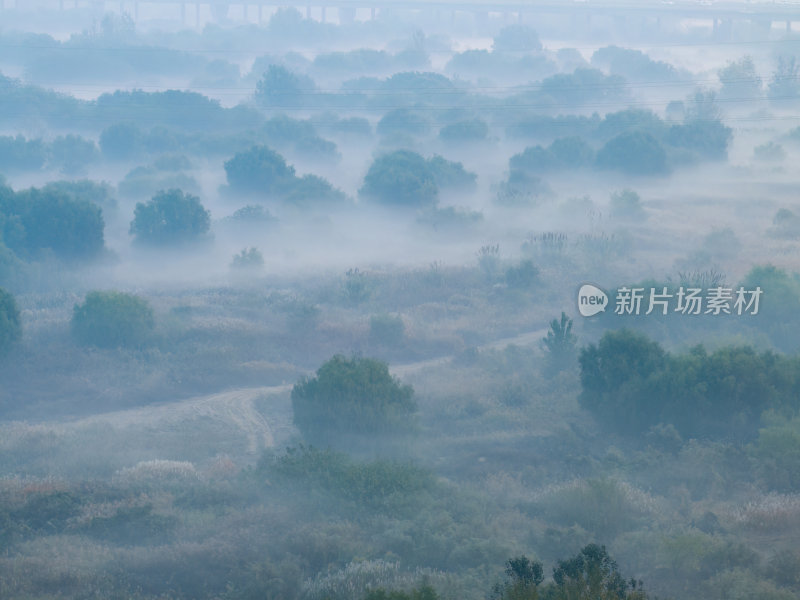 航拍河边湿地清晨的薄雾森林