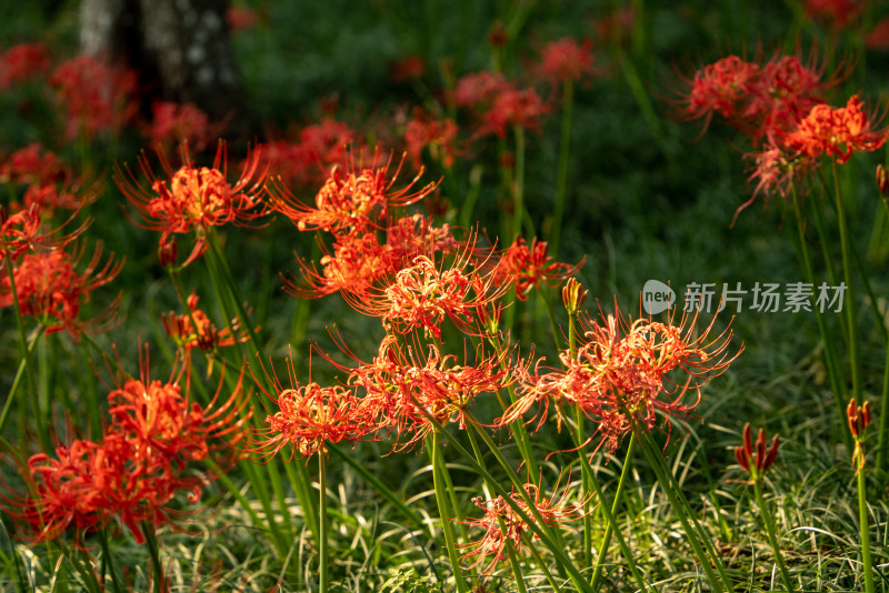 秋天公园里盛开的彼岸花