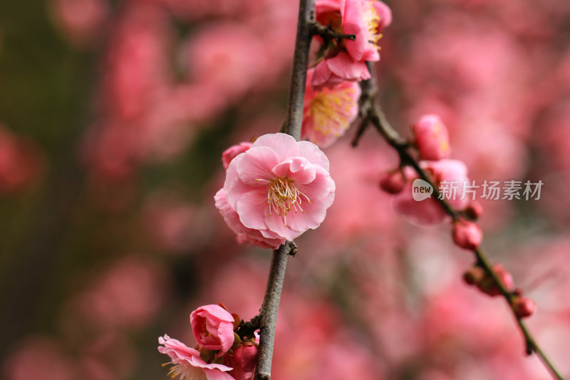 春天梅花盛开