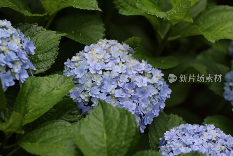 夏天盛开的蓝色绣球花特写