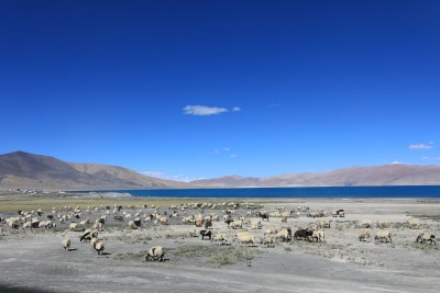 中国西藏高原湖泊佩枯措和羊群