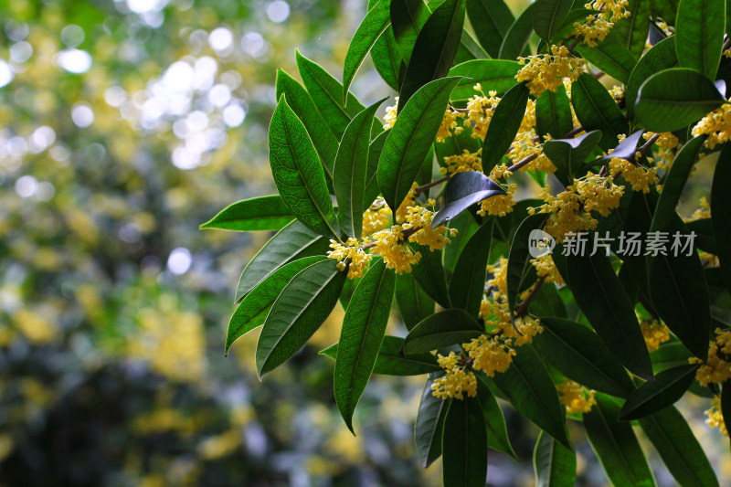 成都秋天桂花盛开的树枝背景素材