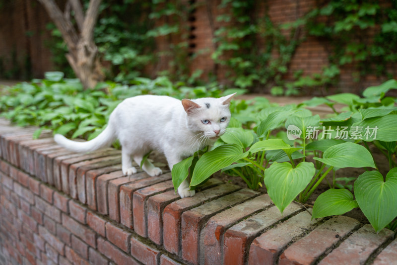小白猫在台阶上行走凶狠表情