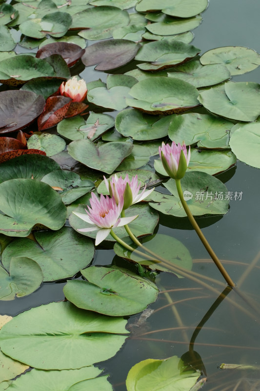 北京国家植物园睡莲