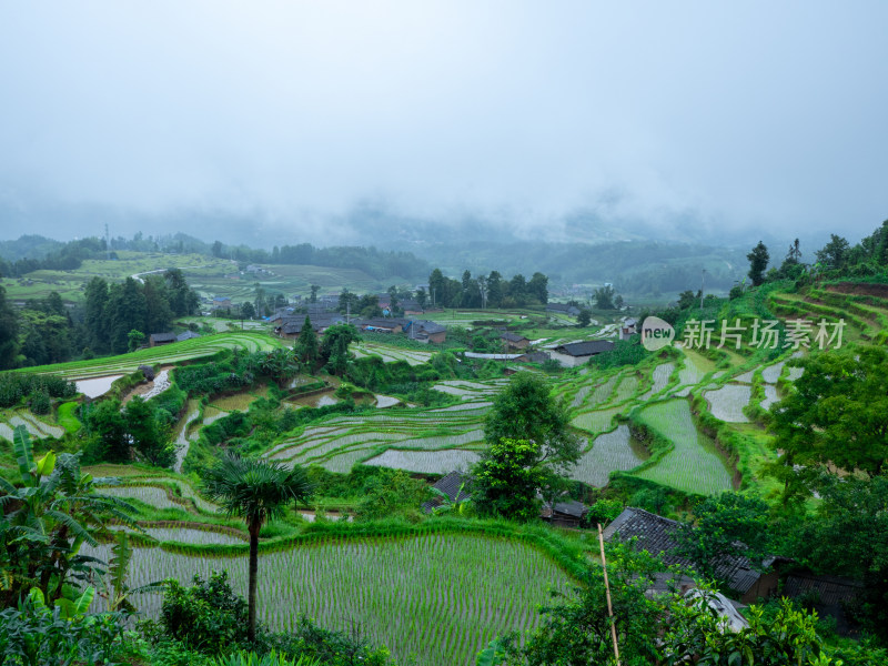 绿意盎然的山间梯田风光