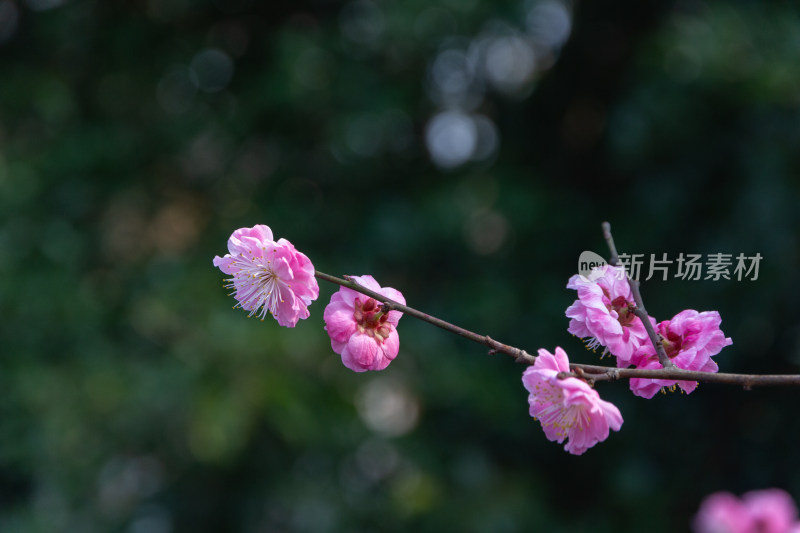 杭州曲院风荷盛开的粉色梅花特写