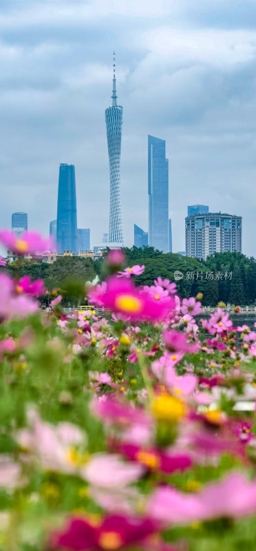 广州市海珠湖公园内盛开的格桑花