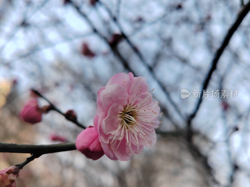 枝头绽放的粉色梅花特写