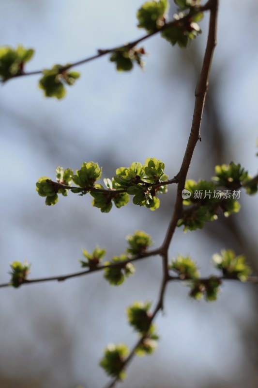 春天榆树长出榆钱