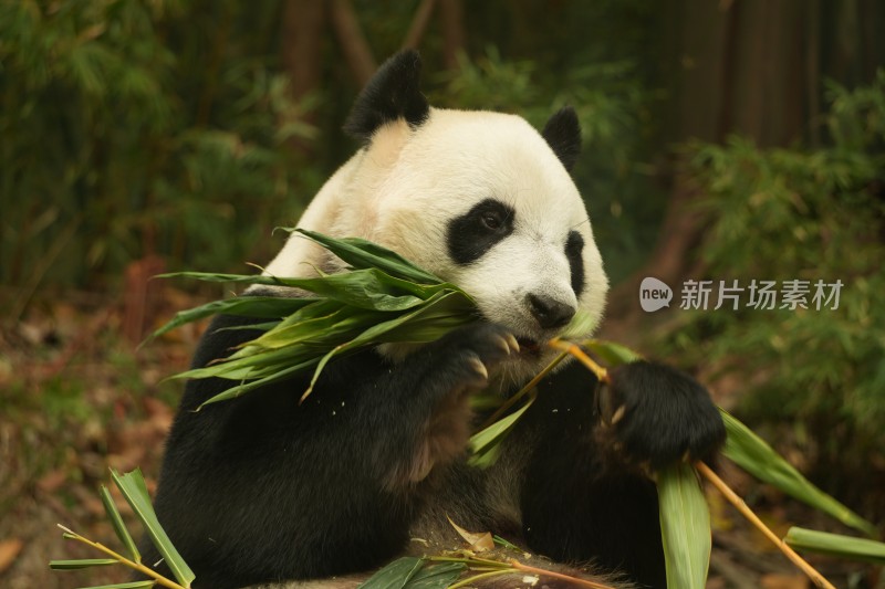 大熊猫萌萌吃竹子的可爱模样