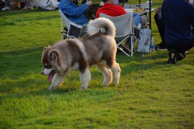 草地露营时行走的阿拉斯加犬