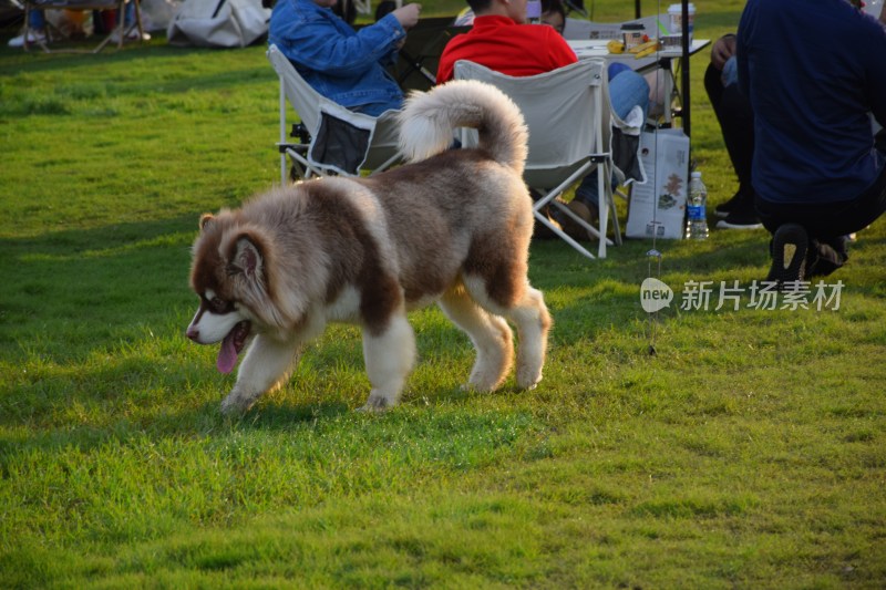 草地露营时行走的阿拉斯加犬