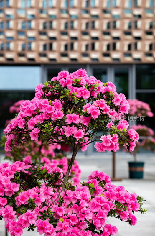 上海植物园杜鹃花盆景花开