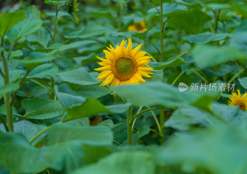 春夏季节的向日葵和蜜蜂