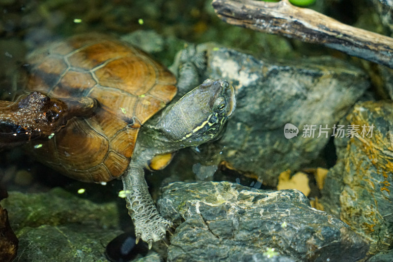日本石龟乌龟在水中