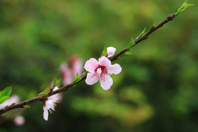 春天粉红的桃花