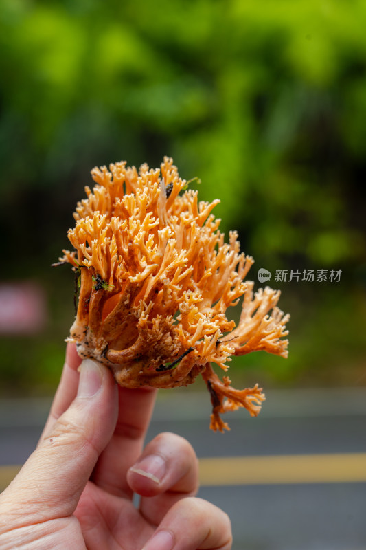 云南野生菌刷把菌3