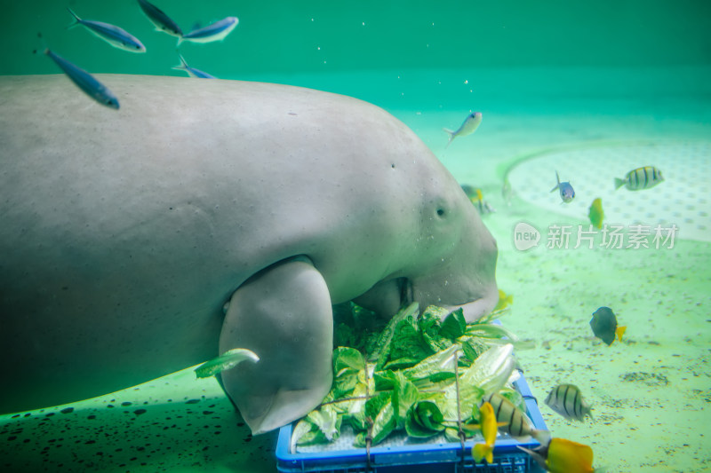 日本三重县鸟羽水族馆里的儒艮